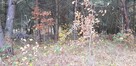 Malownicza działka siedliskowa 13.700m2 - 6