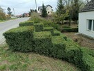 Koszenie trawy, nieużytków, kosiarka bijakowa, karczowanie. - 6