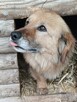 Beza młoda ok 2 let. sunieczka tak pragnie iść do dom Sylwia - 8