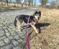 Senior Bosman szuka domu! - 3