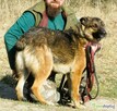 RYŚ - cudowny psiak w typie owczarka szuka domu - 2