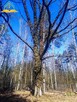 Działka budowlana Piskórka gm. Prażmów - 6