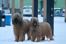 Briard owczarek Francuski szczenię fci