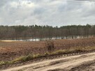 Syndyk sprzeda udział 6/324 w działkach zalesionych i drodze - 2