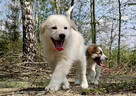 Rasowa suczka XJA ee-red Border Collie z pełną dok. przebada - 3
