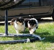 Owczarek Szkocki Collie Długowłosy ZKwP - 3