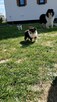 Owczarek Szkocki Collie Długowłosy ZKwP - 5