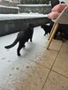 2 letnie rodzeństwo węgielków szuka kochających domów! - 9