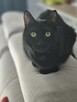 2 letnie rodzeństwo węgielków szuka kochających domów! - 10