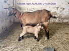 capy, capki, kozły, koziołki alpejskie 100% i 50% krwi, mlec - 4