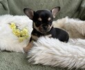 CHIHUAHUA ŚLICZNA DROBNIUTKA SUNIA CALINECZKA - 3