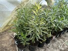 Oleander o pełnych pachnących kwiatach - 8