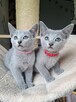 Kocięta rosyjskie niebieskie - 9