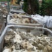 Wapień Filipiński Bryła Kamień Tanganika Malawi Filipino - 10
