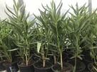 Oleander o pełnych pachnących kwiatach - 5