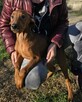 Pinczer średni - szczenięta rodowodowe ZKwP/ FCI - 6