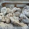 Wapień Filipiński Bryła Kamień Tanganika Malawi Filipino - 3