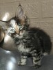 Kocurek Maine Coon - 2