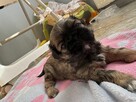4 Suczki Shih tzu - 3