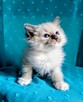 Kocurek Ragdoll z rodowodem i wyprawką - 3