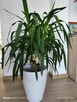 Jukka gwatemalska (Yucca elephantipes) – 110–120 cm - 3