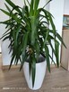 Jukka gwatemalska (Yucca elephantipes) – 110–120 cm - 5