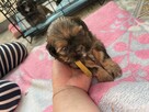 4 Suczki Shih tzu - 4