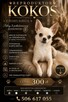 Chihuahua reproduktor