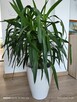 Jukka gwatemalska (Yucca elephantipes) – 110–120 cm - 2