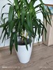 Jukka gwatemalska (Yucca elephantipes) – 110–120 cm - 4