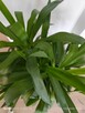 Jukka gwatemalska (Yucca elephantipes) – 110–120 cm - 7