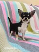 Chihuahua po Championie rodowód ZKWP - 10