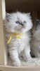Małe kotki Ragdoll FPL - 4
