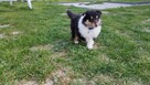 Owczarek Szkocki Collie Długowłosy Suczki Tricolor - 6