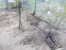 Jajka lęgowe bażanta polnego łownego 30szt.Mielec. - 5