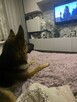 Oddam w dobre ręce - 6