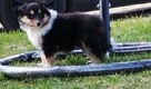 Owczarek Szkocki Collie Długowłosy Suczki Tricolor - 3