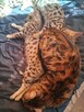 Koty Bengalskie z rodowodem - 3