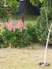 Sprzedam ładną działkę ROD. /można używać cały rok/ - 7