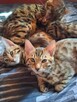 Koty Bengalskie - 5