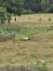 Różnowo, kameralna działka w otoczeniu lasu - 8