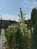 Sprzedam ładną działkę ROD. /można używać cały rok/
