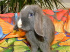 Niebieskie baranki mini lop - 12