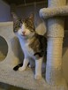 Słodziaki do wspólnej adopcji - 4