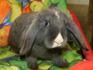 Niebieskie baranki mini lop - 10