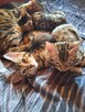 Koty Bengalskie - 3