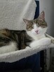 Słodziaki do wspólnej adopcji - 5