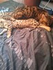 Koty Bengalskie - 4