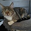Słodziaki do wspólnej adopcji - 3