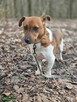 jack russell terrier Cebion -schronisko Zgierz -aktualne